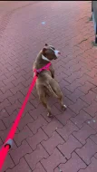 American bully pocket