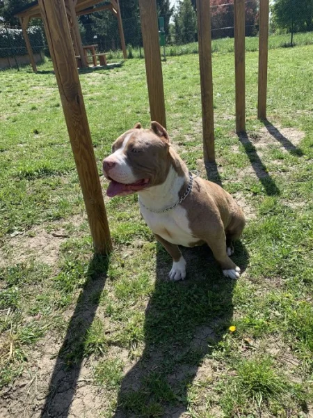 American bully pocket