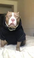 American bully pocket