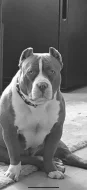 American bully pocket