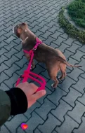 American bully pocket