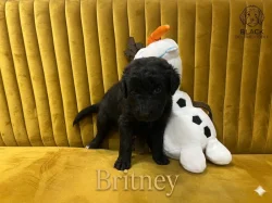 Doubledoodle (Labradoodle, Bordoodle)