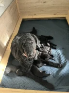 Doubledoodle (Labradoodle, Bordoodle)