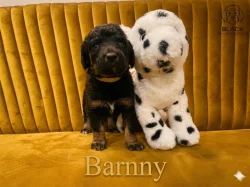 Doubledoodle (Labradoodle, Bordoodle)