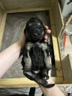 Doubledoodle (Labradoodle, Bordoodle)