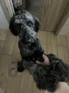 Doubledoodle (Labradoodle, Bordoodle)