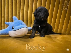 Doubledoodle (Labradoodle, Bordoodle)