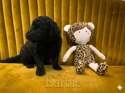 Doubledoodle (Labradoodle, Bordoodle)
