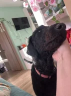 Doubledoodle (Labradoodle, Bordoodle)