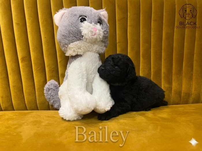 Doubledoodle (Labradoodle, Bordoodle)