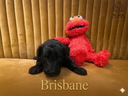 Doubledoodle (Labradoodle, Bordoodle)