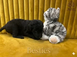 Doubledoodle (Labradoodle, Bordoodle)