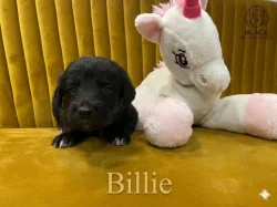 Doubledoodle (Labradoodle, Bordoodle)