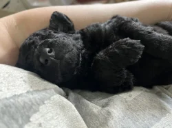 Doubledoodle (Labradoodle, Bordoodle)