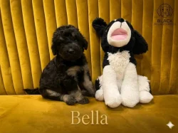 Doubledoodle (Labradoodle, Bordoodle)