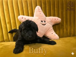 Doubledoodle (Labradoodle, Bordoodle)
