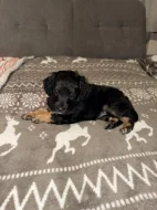 8týdenní fenka Yorkipoo (Yorkshire Terrier