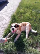 Bernardýn