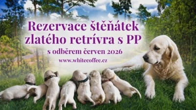 Zlatý retrívr  s PP - štěňátka odběr červen 2026