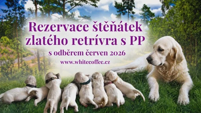 Zlatý retrívr  s PP - štěňátka odběr červen 2026
