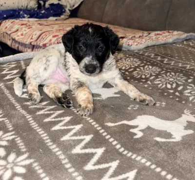 Merle štěňátka 9 týdnů – poslední 2 pejsci k odběru