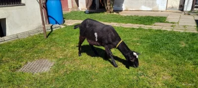 Prodám kozu na chov
