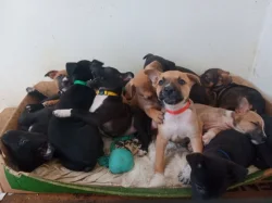 Stafford x Malinois