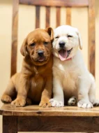 Nabízíme štěňata labradorského retrívra