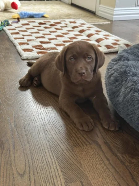 Nabízíme štěňata labradorského retrívra