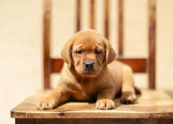 Nabízíme štěňata labradorského retrívra