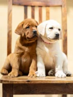 Nabízíme štěňata labradorského retrívra