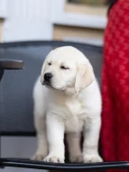 Nabízíme štěňata labradorského retrívra