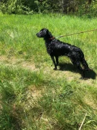 Daruji 8 měsíční štěně křížence labradora. REZERVACE