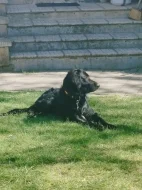 Daruji 8 měsíční štěně křížence labradora. REZERVACE