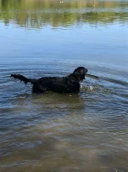 Daruji 8 měsíční štěně křížence labradora. REZERVACE