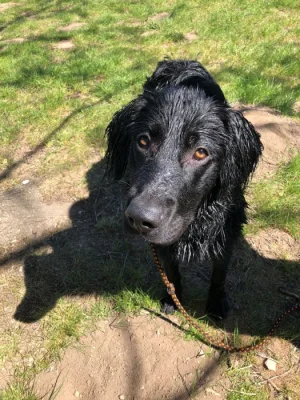 Daruji 8 měsíční štěně křížence labradora. REZERVACE