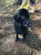 Daruji 8 měsíční štěně křížence labradora. REZERVACE