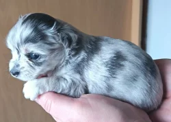 Čivava luxusní štěňátka malých čivaviček