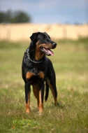 Beauceron  štěňata s PP