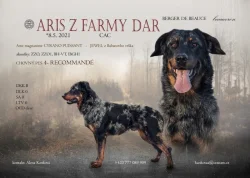 Beauceron  štěňata s PP