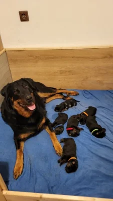 Beauceron  štěňata s PP