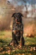 Beauceron  štěňata s PP