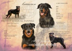 Beauceron  štěňata s PP