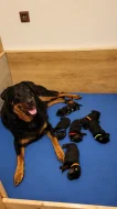 Beauceron  štěňata s PP