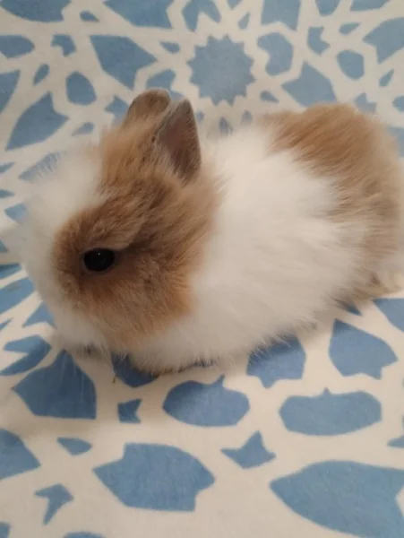 Nabízím miminka zakrslých Teddy králíčků