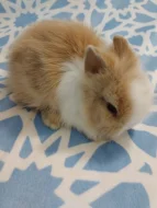 Nabízím miminka zakrslých Teddy králíčků