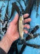 Amur