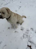 Labrador