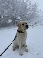 Labrador