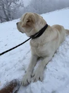 Labrador